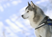 英雄联盟总决赛时间-控场艺术家西亚卡姆，与篮网的节奏魔术