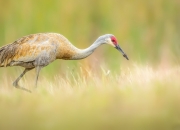 英雄联盟总决赛门票-当手术刀变铁闸，德布劳内锁死对手，瑞士闪电战击溃拜仁