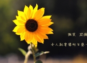 -南美星空下的德甲战火，当慕尼黑与多特蒙德争夺火种，为何利马街头回响着¡Hala Madrid!