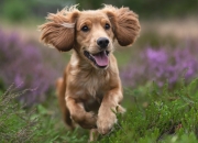 LOL赛事-阿拉巴一锤定音，加拿大与勒沃库森友谊赛中的传奇制胜时刻