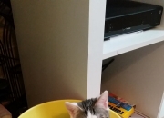 英雄联盟总决赛2025-跨洋对决绽放友谊之光，霍勒迪万次传球铸就里程碑