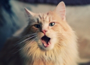 LOL决赛-虚拟与现实交织的绿茵诗篇，当摩纳哥的星光映照三狮军团，布鲁诺以满分奏响中场神迹