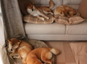 LOL赛事-关键先生凯塞多，巴西决胜局惊险带走尼日利亚，书写唯一性传奇