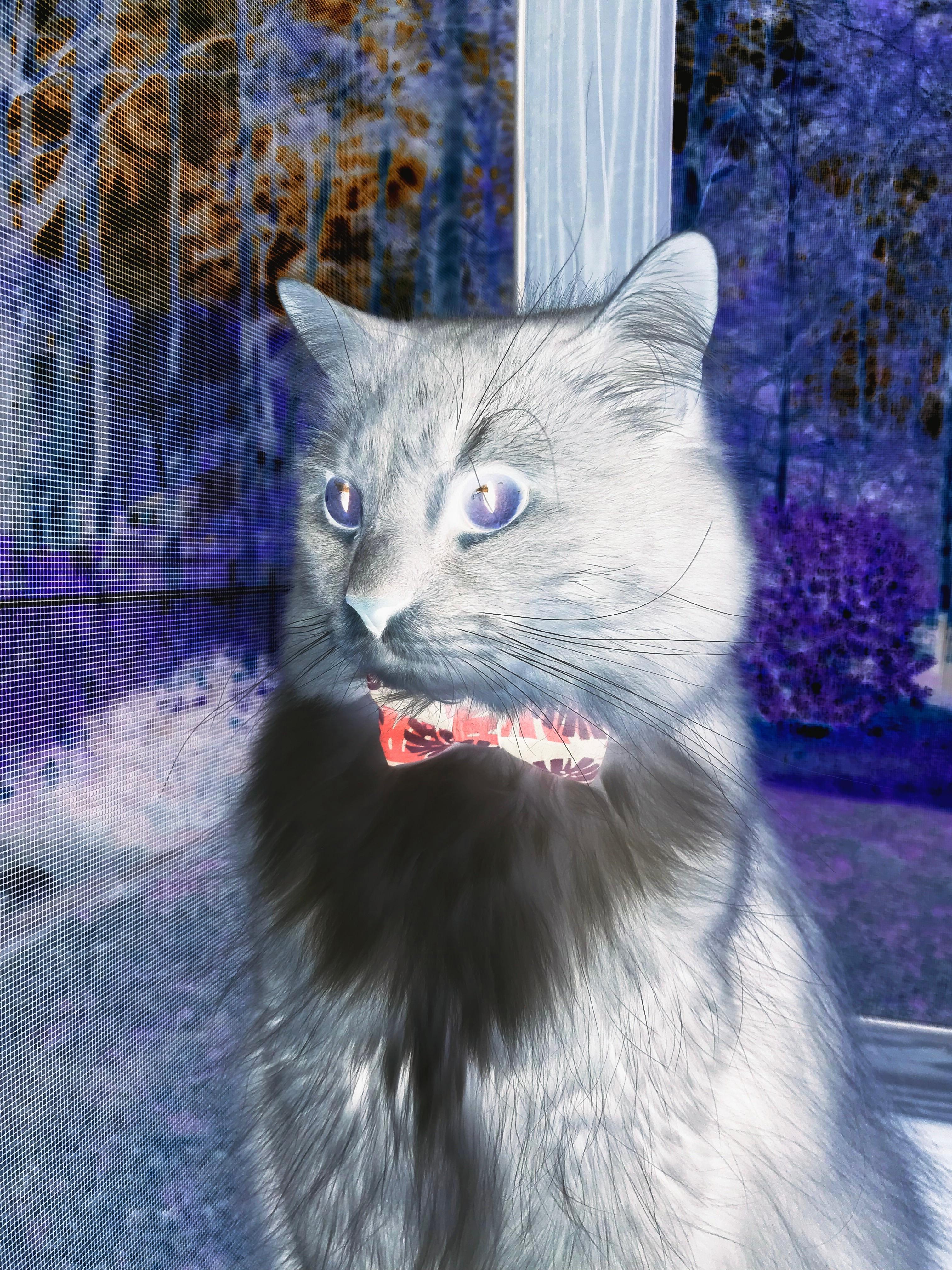 当欧冠的星光映照突围之路,贝林厄姆与一场非典型决赛的永恒价值