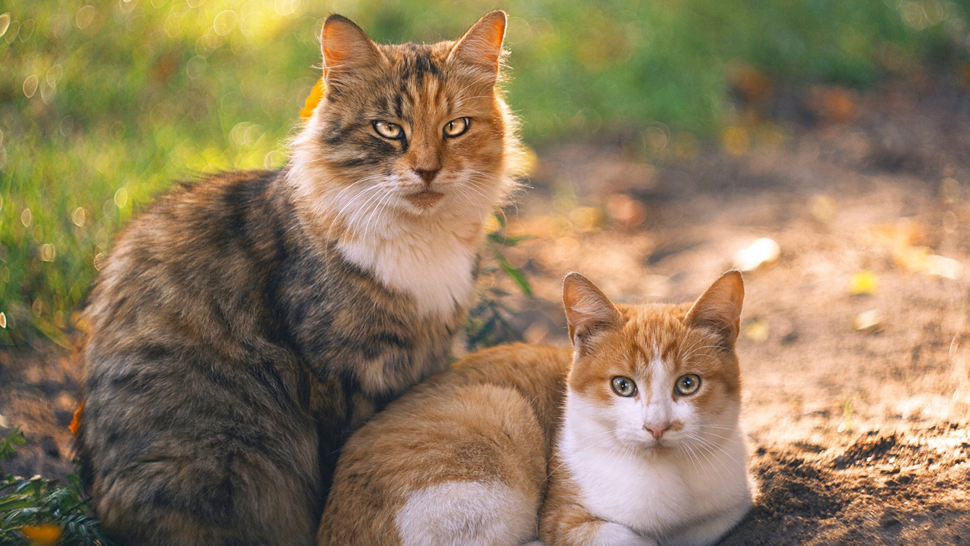引擎熄火与绝杀助攻,在巴林赛道旁,萨拉赫如何用一脚传球赢了一场F1比赛?