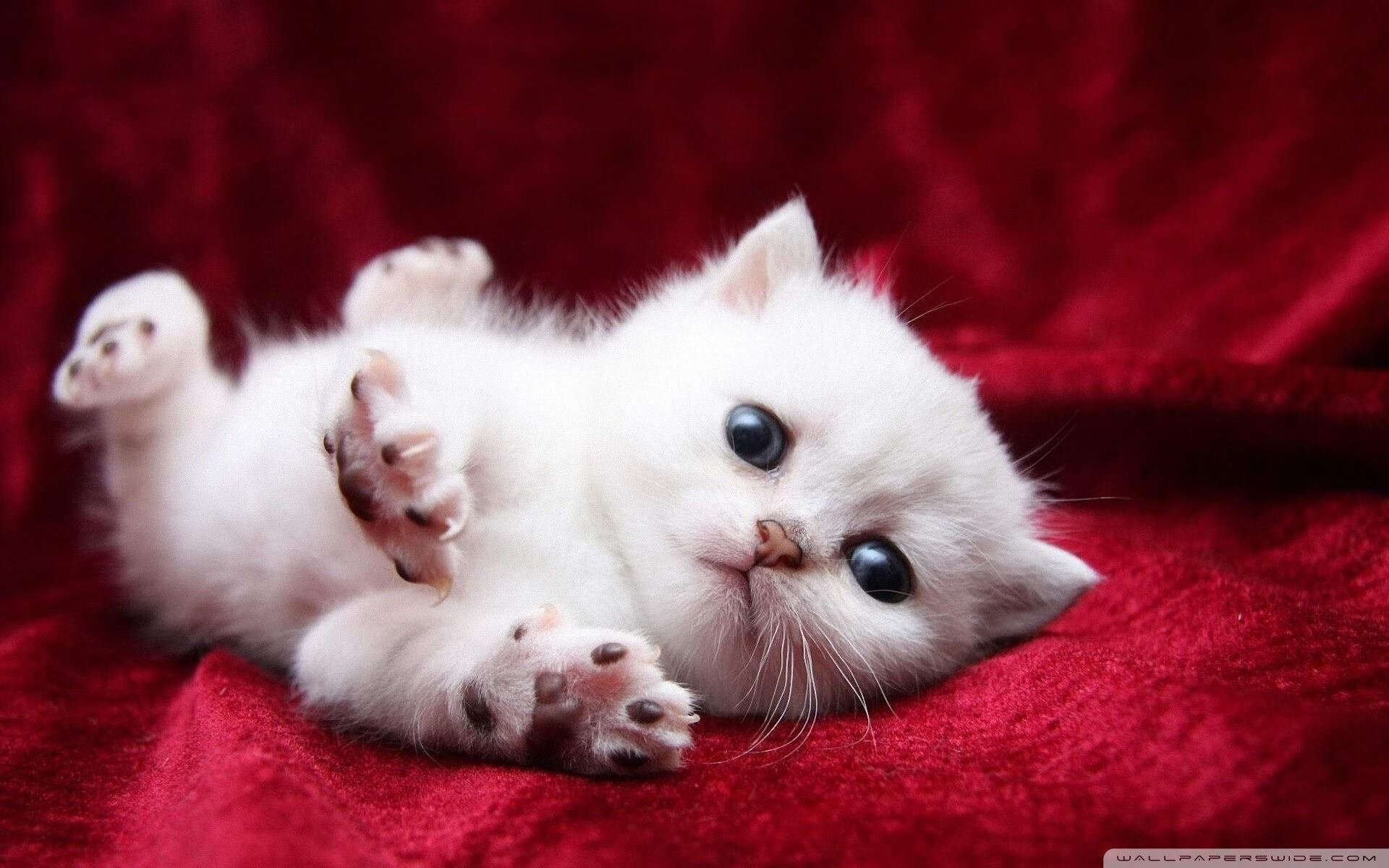 跨洋一击，当广厦铁壁遇上紫金军团，利拉德的三分如何重写篮球叙事？