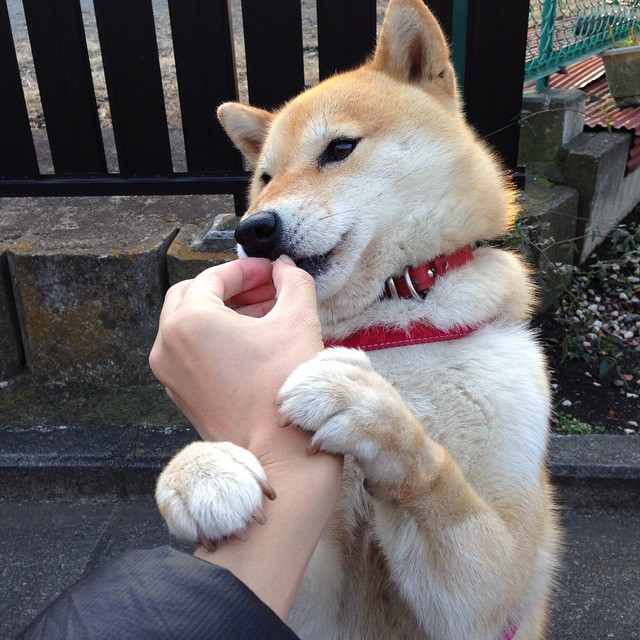 骑士攻坚记,小贾伦的战役,从孟菲斯到世界之巅的宣言