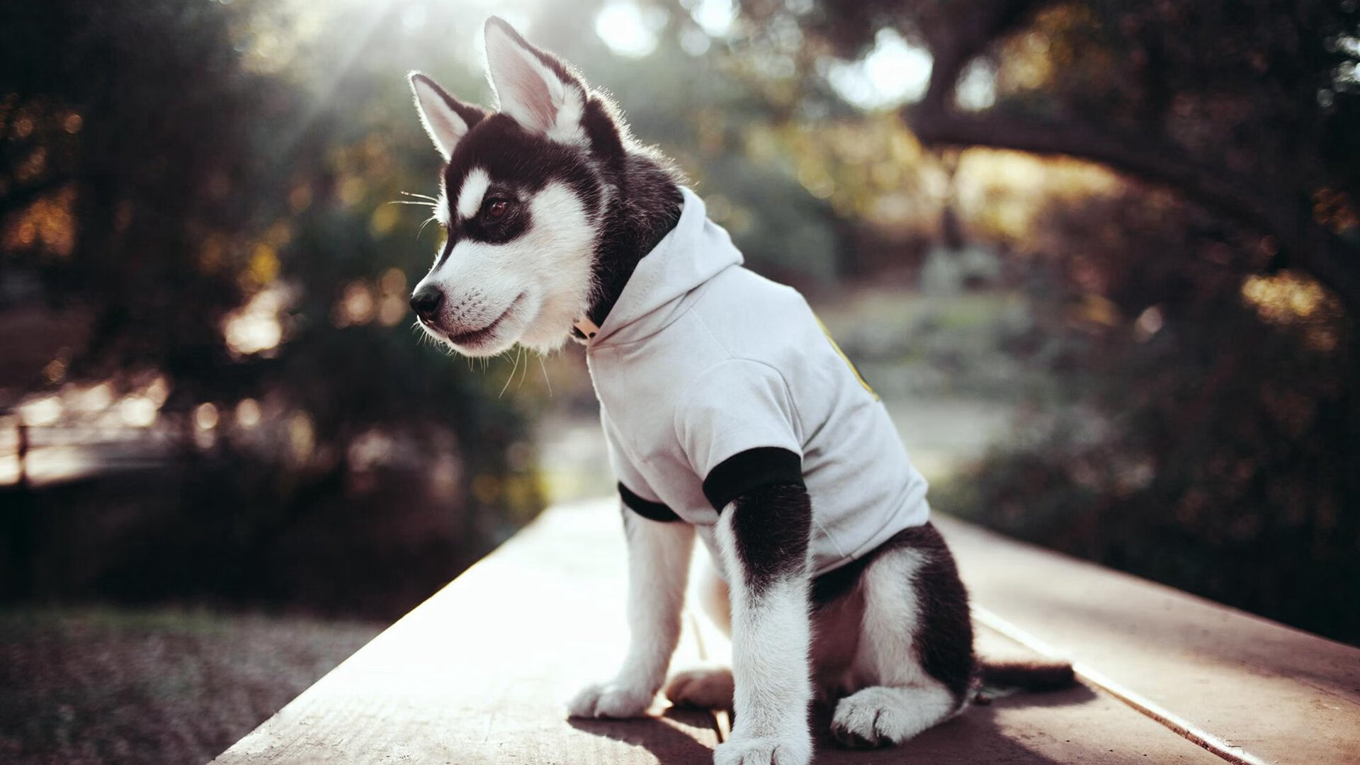 虚拟友谊赛的战术密码，曼城对阵沙特联队，托马斯·穆勒如何成为攻防转换的隐形核心