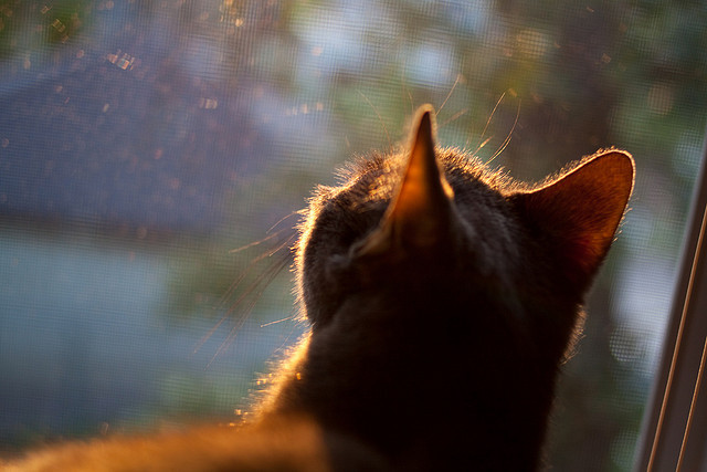 钢刃终末,德罗赞一剑封喉,马刺悬崖边上勒住心弦的惊险舞步