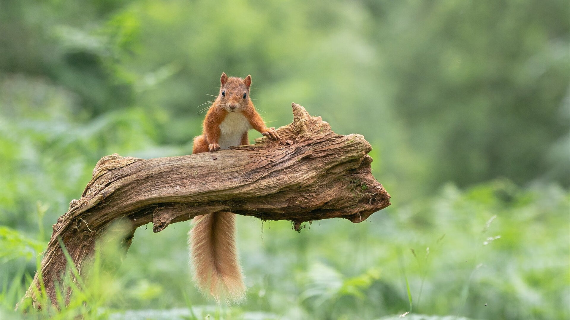 德罗赞单节16分引爆跨洋对决，快船攻势潮撕破新疆防线