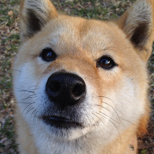 唯一性，伦纳德总在关键时刻化身巨人