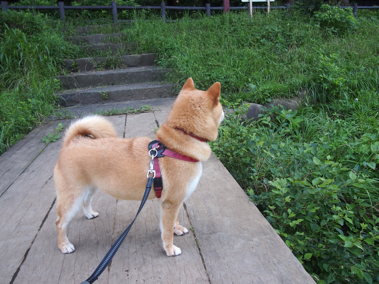 双星闪耀夜,雄鹿第三节风暴淹没独行侠,爱德华兹狂飙引领青春逆袭