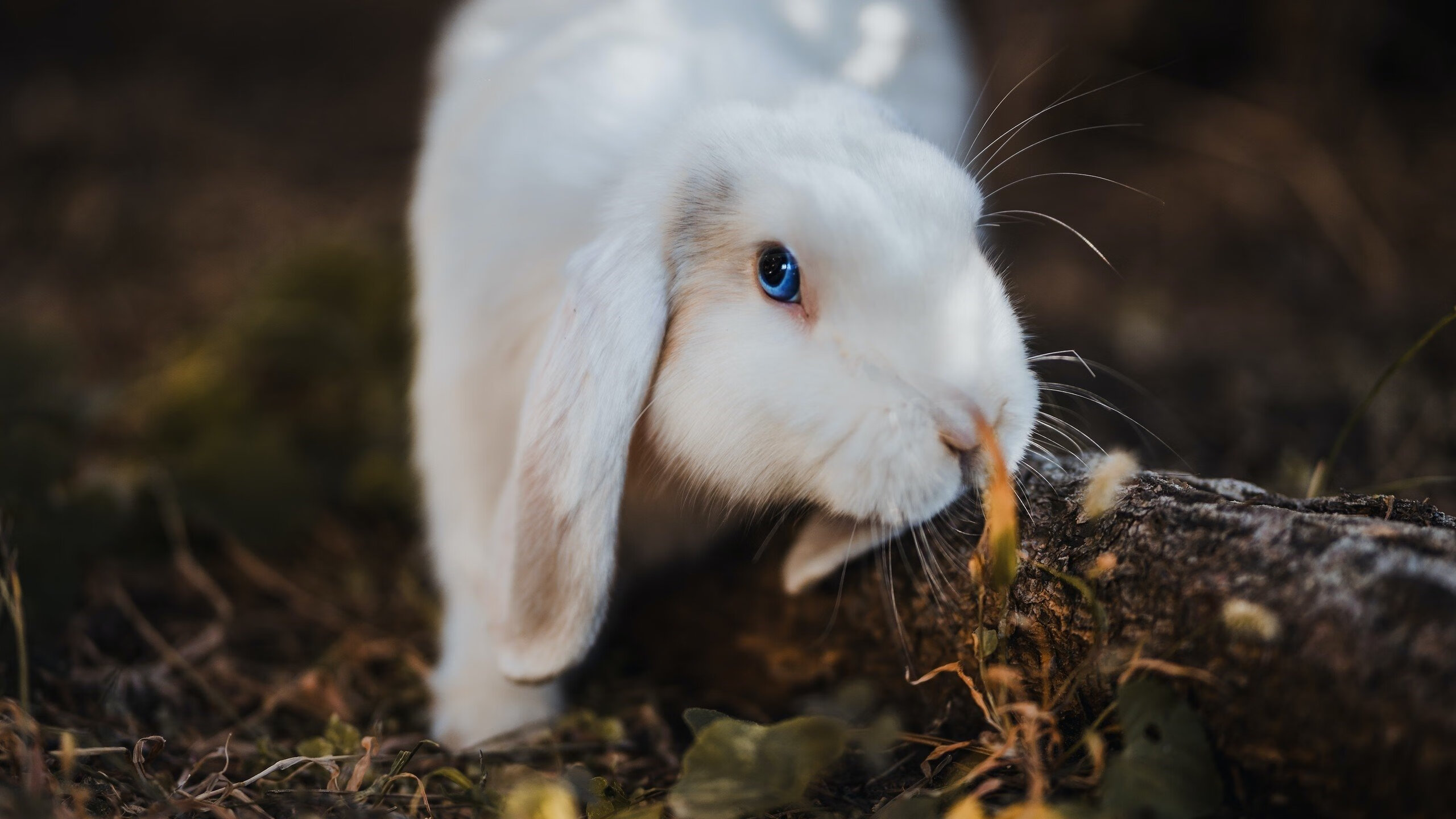 战场没有如果，里昂绝杀日本，一部亚洲足球的冷峻启示录