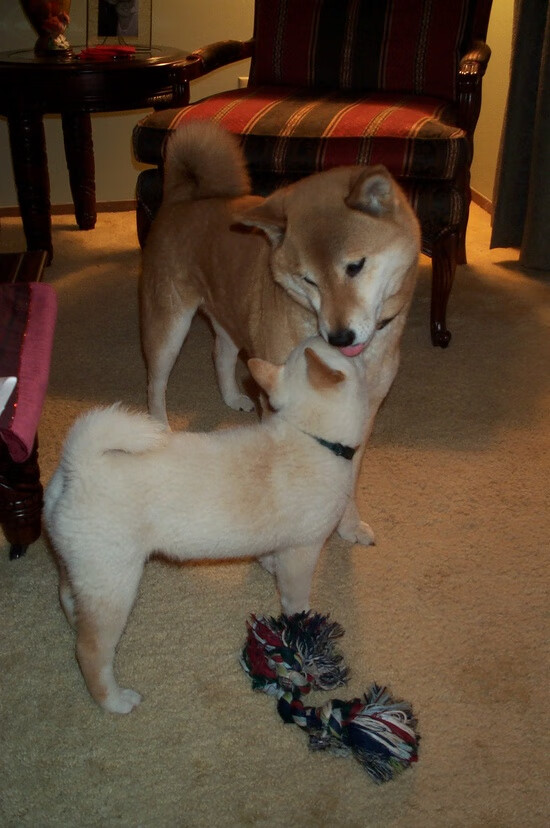 赛道公牛怒吼盐湖城，F1年度争冠焦点战，红牛以爵士节奏收割悬念