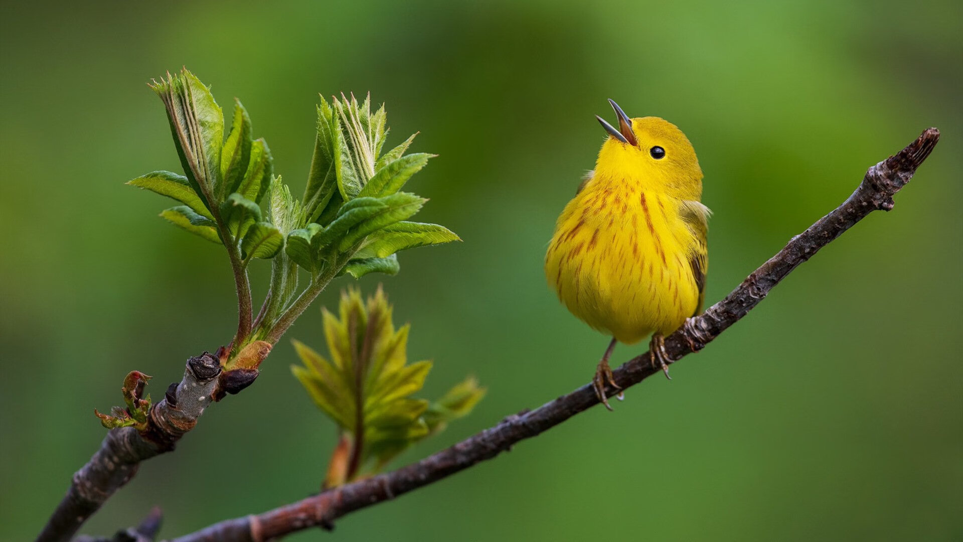 一剑封喉！迪马利亚逆境爆发，天使之翼助厄瓜多尔关键战力克洪都拉斯