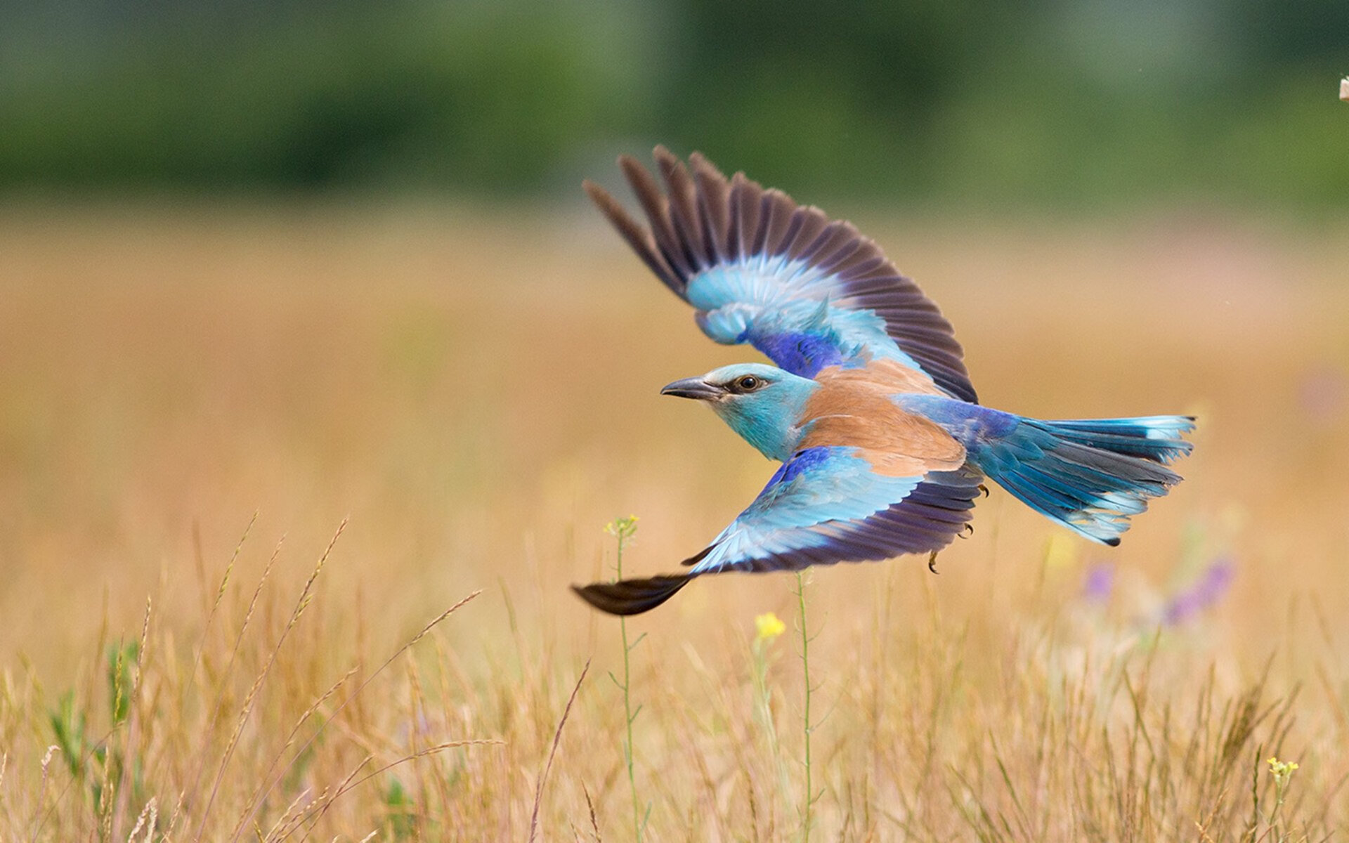 疾驰与绝场哨，当F1引擎轰鸣遇见篮球绝杀时刻