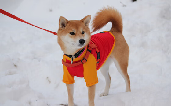 从梅西的致命一击到埃及的节奏之舞，论足球场上关键时刻与掌控艺术的辩证法