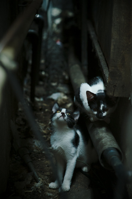 鏖战七场加时决胜！马刺奇兵米切尔击碎猛龙冠军梦